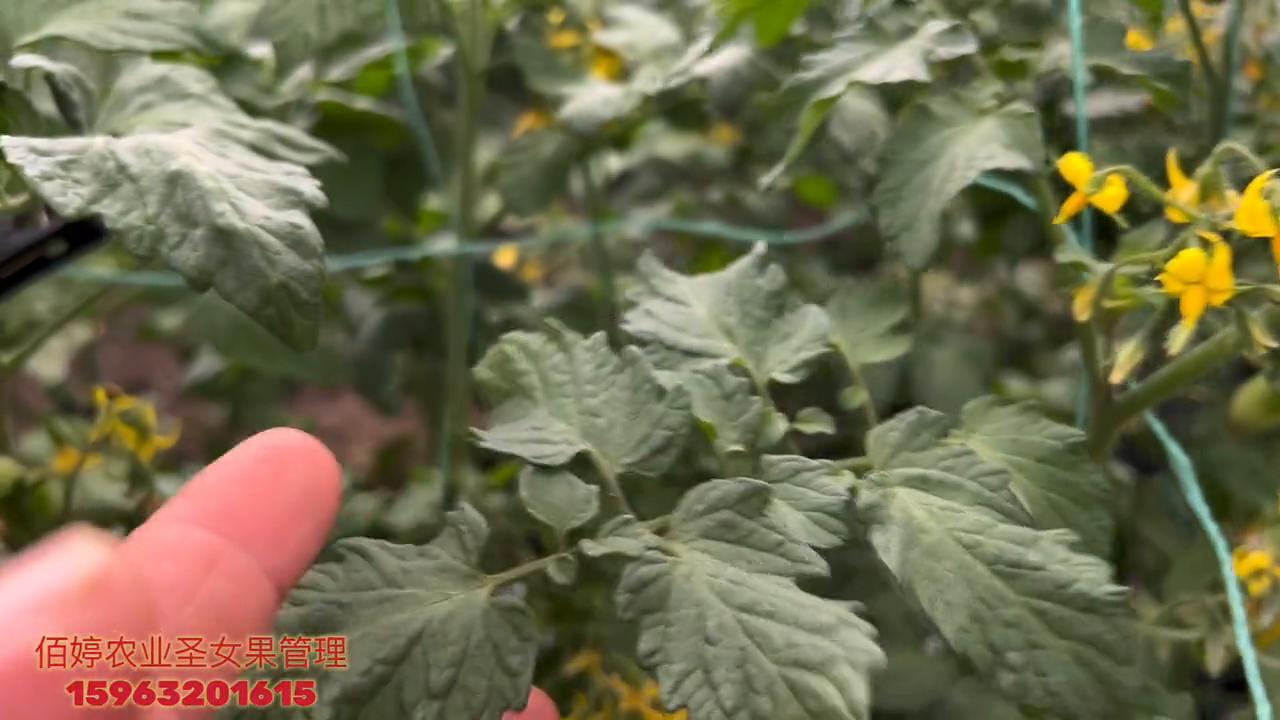 佰婷农业技术服务雨宏农资