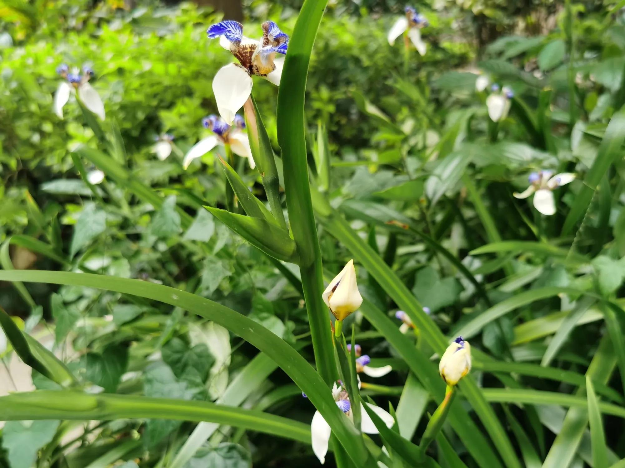 春夏之交，越来越多的花含苞欲放，这一百种娇媚蓓蕾真是美不胜收
