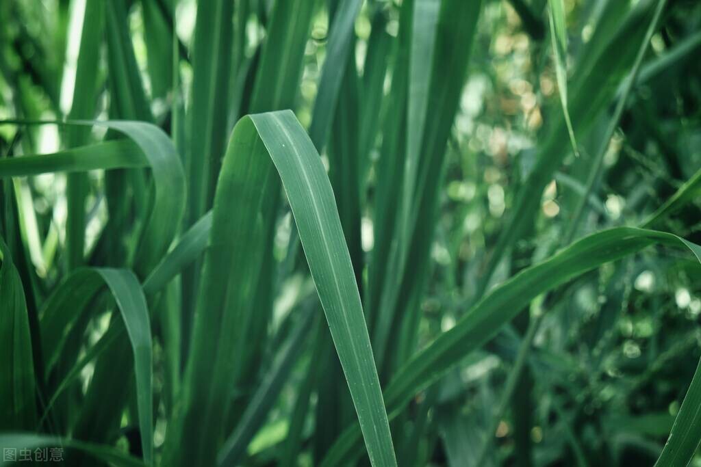 十大公认最好闻的精油排名,十大公认最好闻的精油排行榜