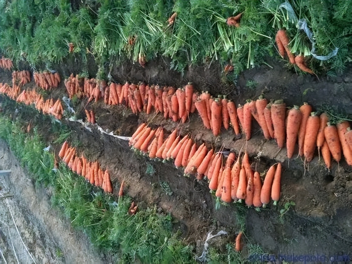 胡萝卜种子为什么大量进口,最贵的胡萝卜种子