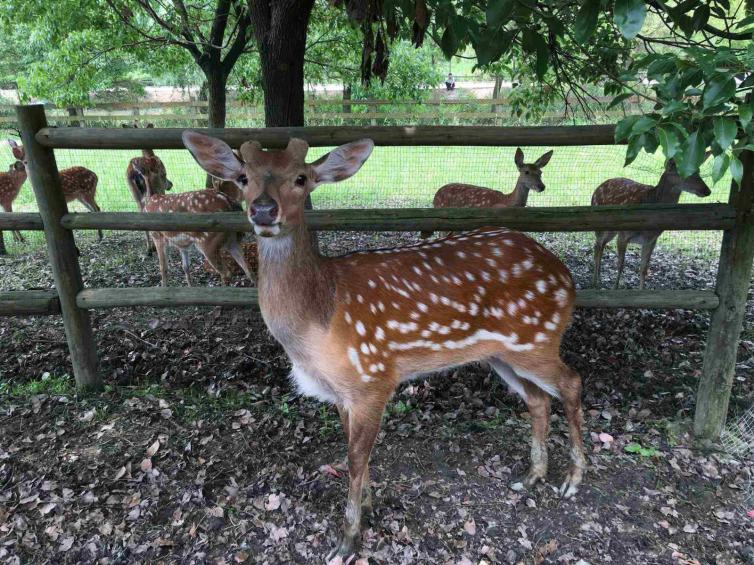 上海农家乐一日游推荐,上海崇明农家乐三日游