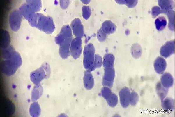 巴西布兰格斯牛和内洛尔牛中,探索双叉巴贝虫和蜱虫的季节性波动