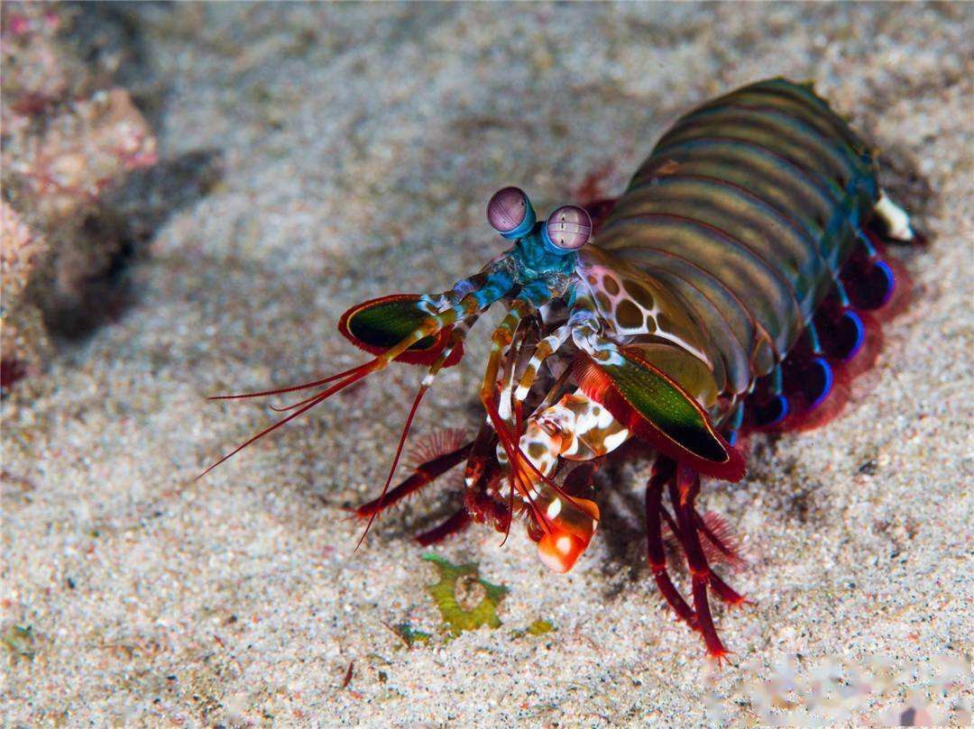 雀尾螳螂虾一秒能挥出两拳,雀尾螳螂虾的拳头堪比子弹的威力