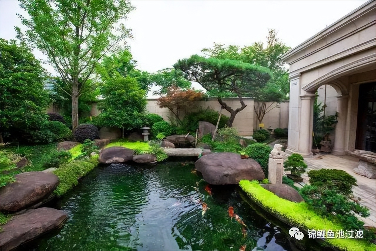 池养锦鲤新手必备十大忠告,锦鲤和什么一起可以有效清理藻类