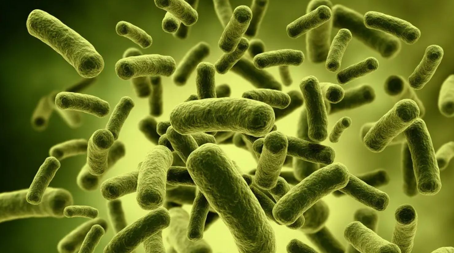 牛身上掏一个洞这对牛有何影响,为什么会在牛身上开洞