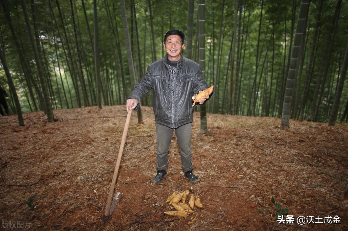 冬季挖笋正当时，不懂找冬笋？记住这3个小窍门，挖笋并不难