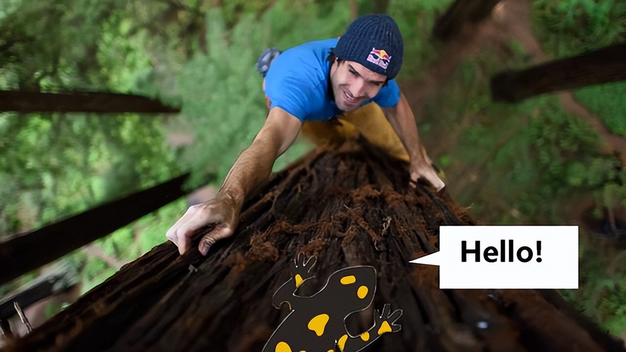 蝾螈从高处摔下来了,流浪蝾螈