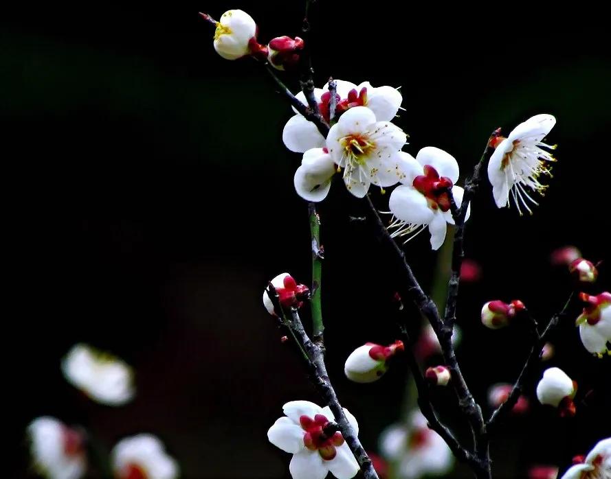 白梅花绽放视频,白梅花盛开
