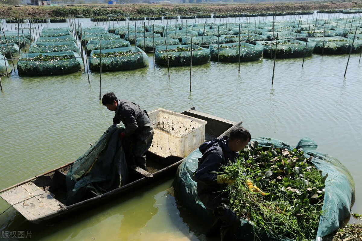 土池养黄鳝一亩需要多少种苗,水泥池塘养殖黄鳝