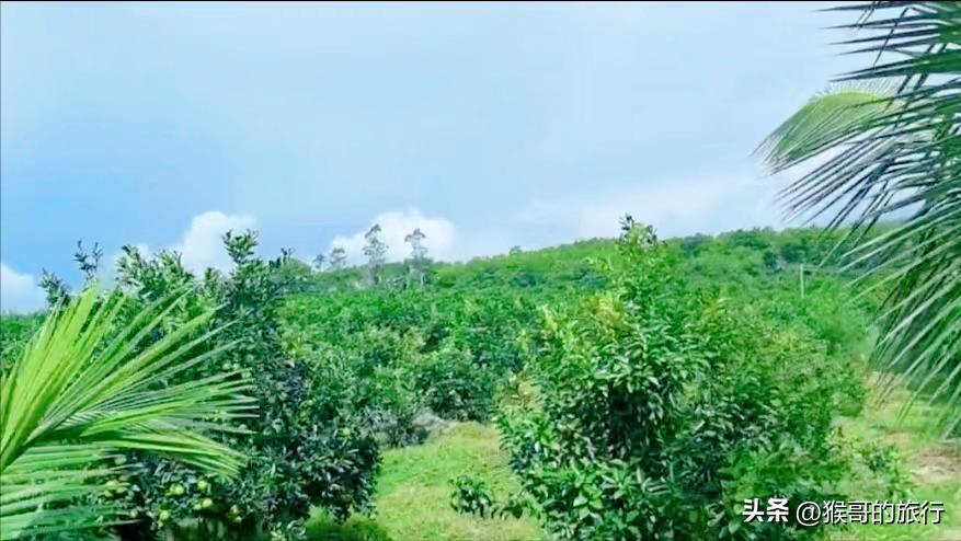 海南琼中绿橙开花时间,海南琼中绿橙闻名天下