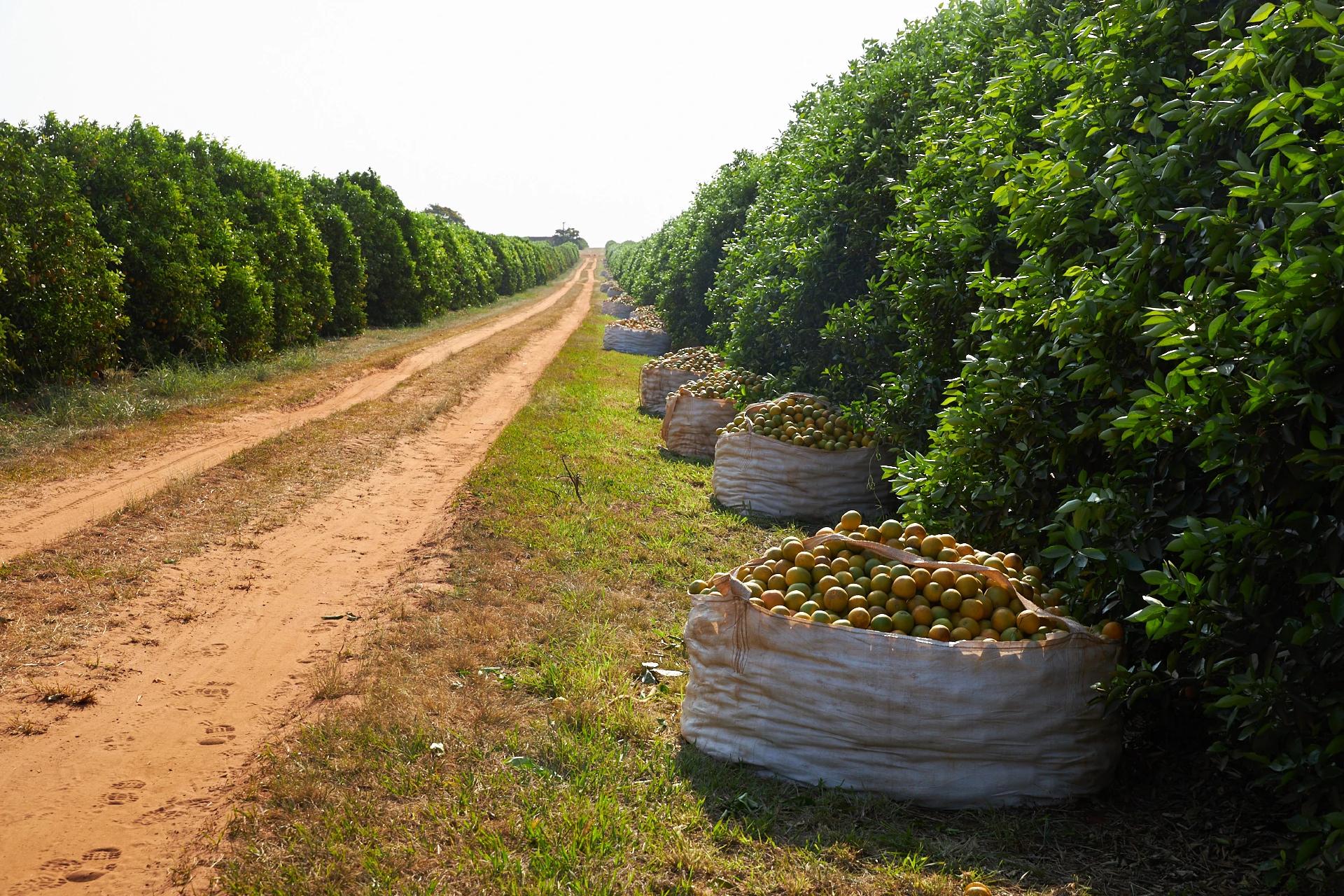 2亿人，12亿亩耕地！巴西人为啥吃不饱？卢拉访华能解决饥饿吗？