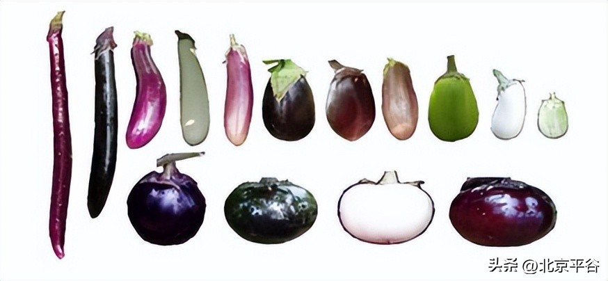 博士农场平谷,平谷农业创新项目