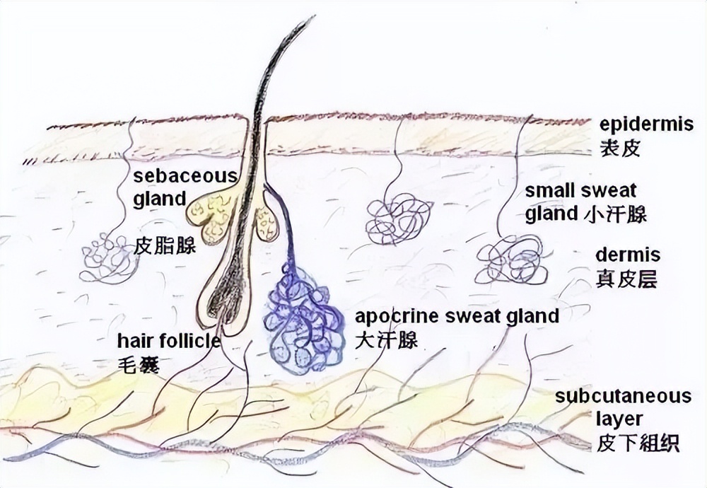 大姨妈快来了脸上长痘痘什么原因,口臭脸上长痘痘的原因和治疗方法