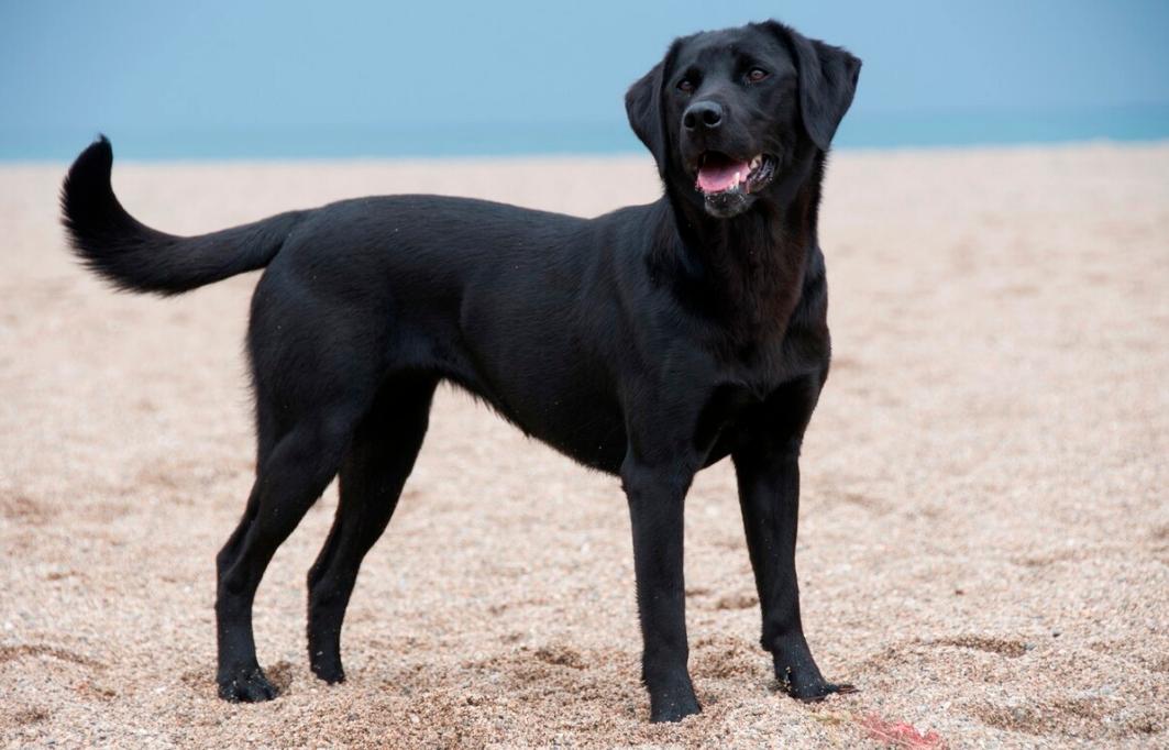 拉布拉多为什么会有不同颜色,拉布拉多犬黑色的好还是白色的好