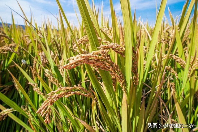 退耕还林守住绿水青山,国家对退林还耕的问题整治
