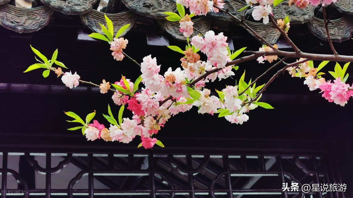 跟着唐诗去旅行100首,跟着唐诗去旅行讲的五首古诗