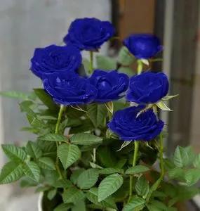 法国玫瑰花园,法国玫瑰花香沐浴露正品