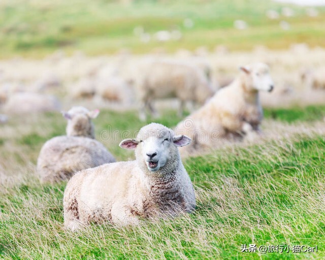 新西兰旅游攻略三天,新西兰旅游攻略