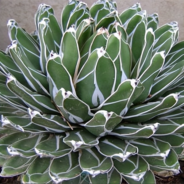 102个大类近500个多肉植物图片，都极其美丽，建议在家中也养一盆