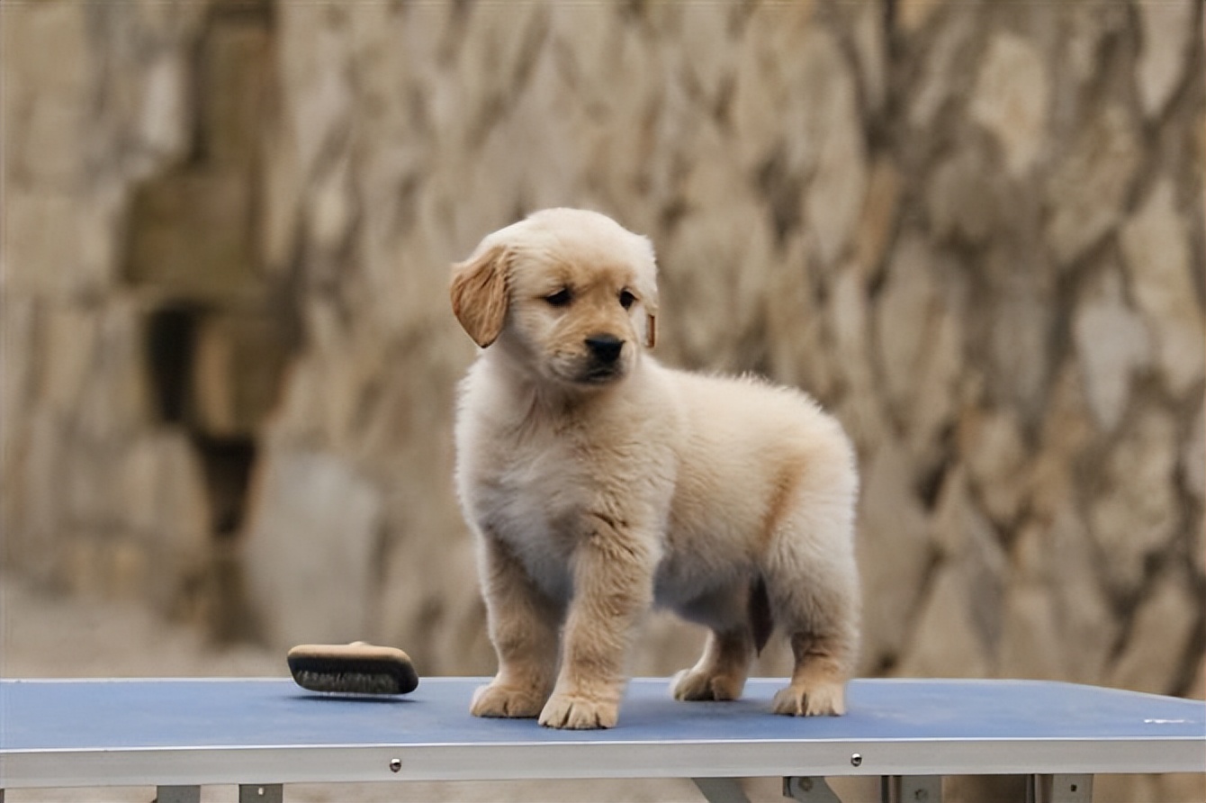 狗狗为什么会不咬小主人,如果狗狗得了重病应该安乐死吗