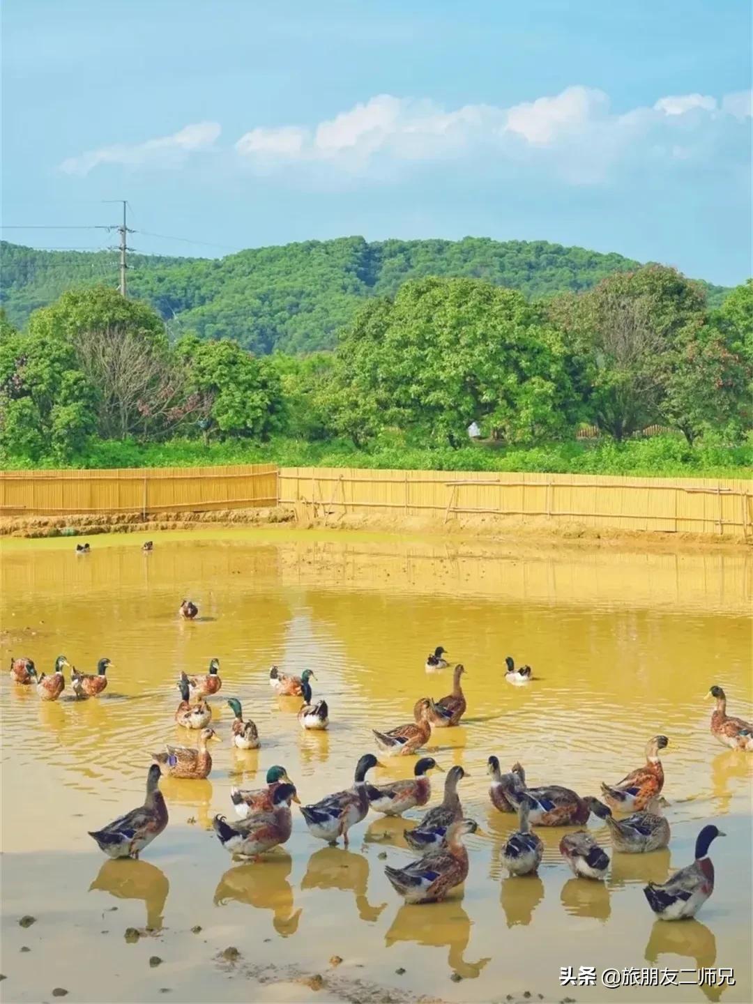 南平静修小镇凤溪玩水,南平静修小镇凤溪玩水区订票