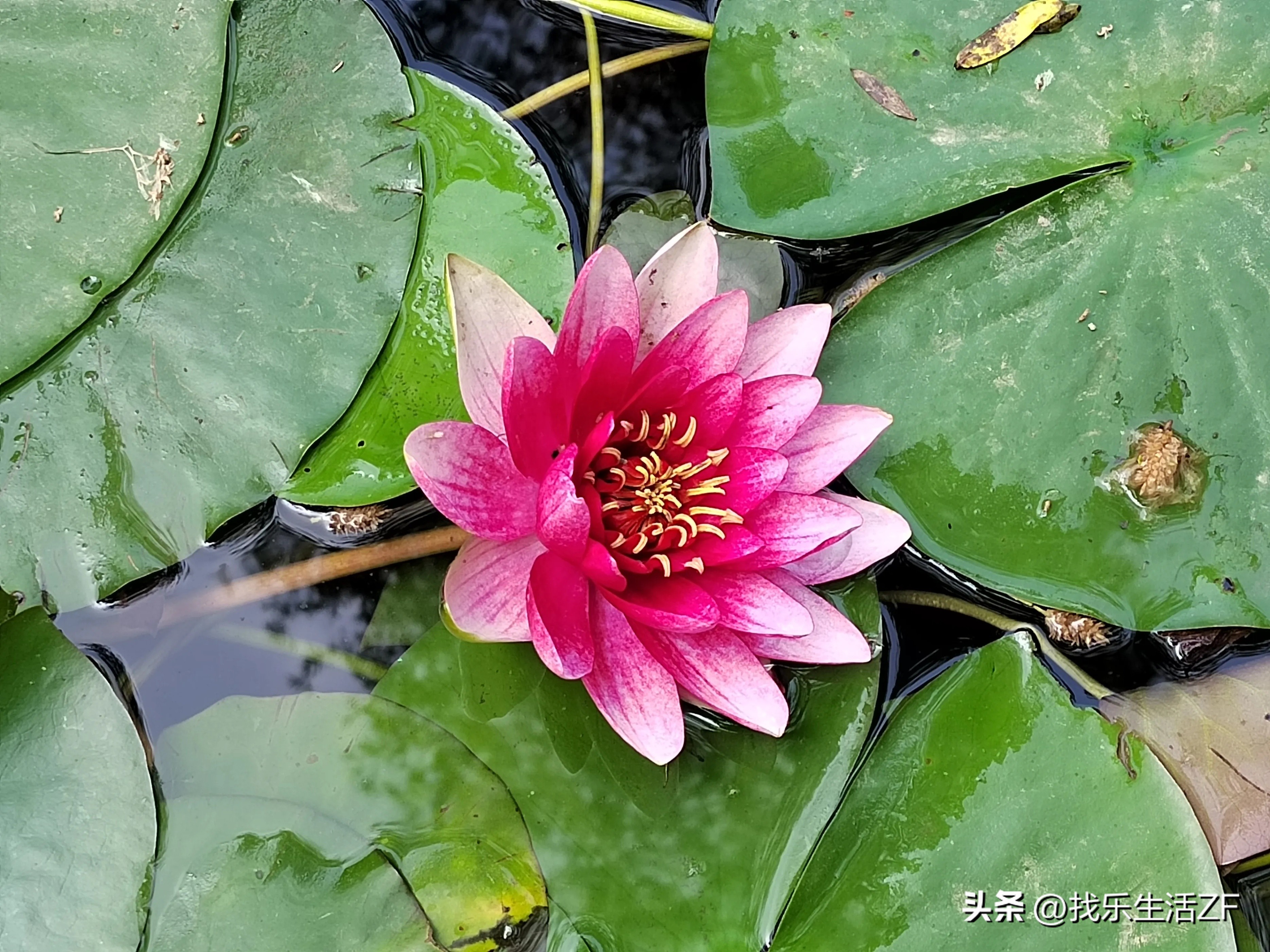 十大名花荷花排名,荷花是夏季里最美丽的花之一