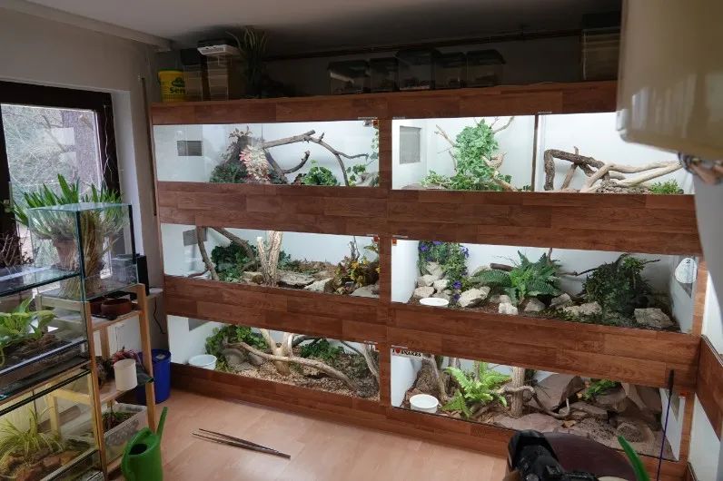 「原来欧洲有这么多种蛇？！」偷师卡塞尔的豢龙大师·下