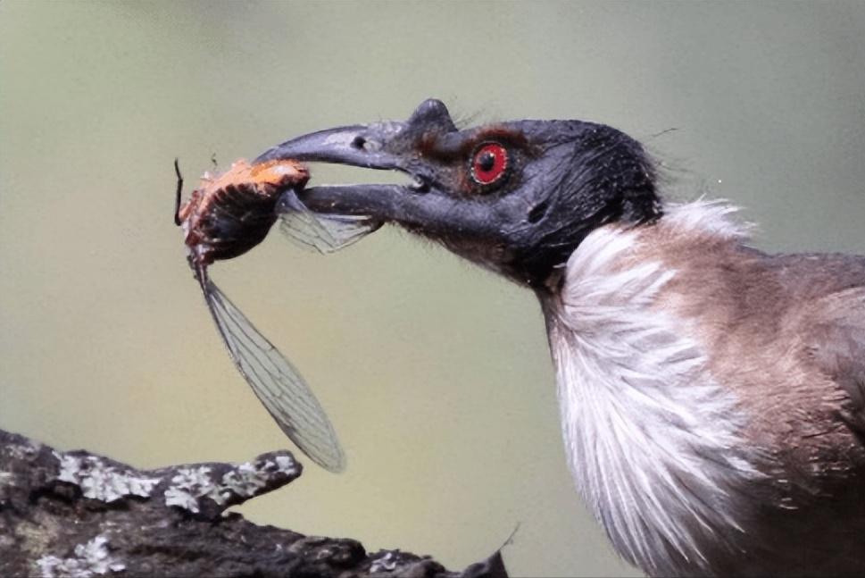 在美国知了猴泛滥,中国人在美国吃知了猴