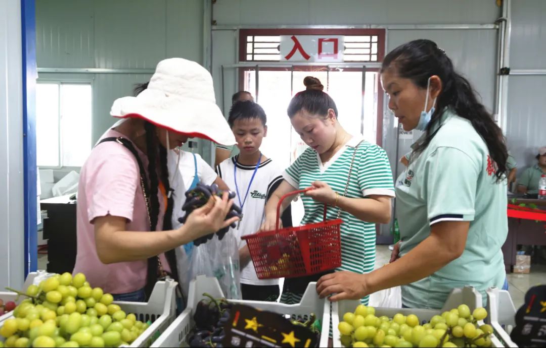 优质农产品葡萄丰收,葡萄丰收助力三农