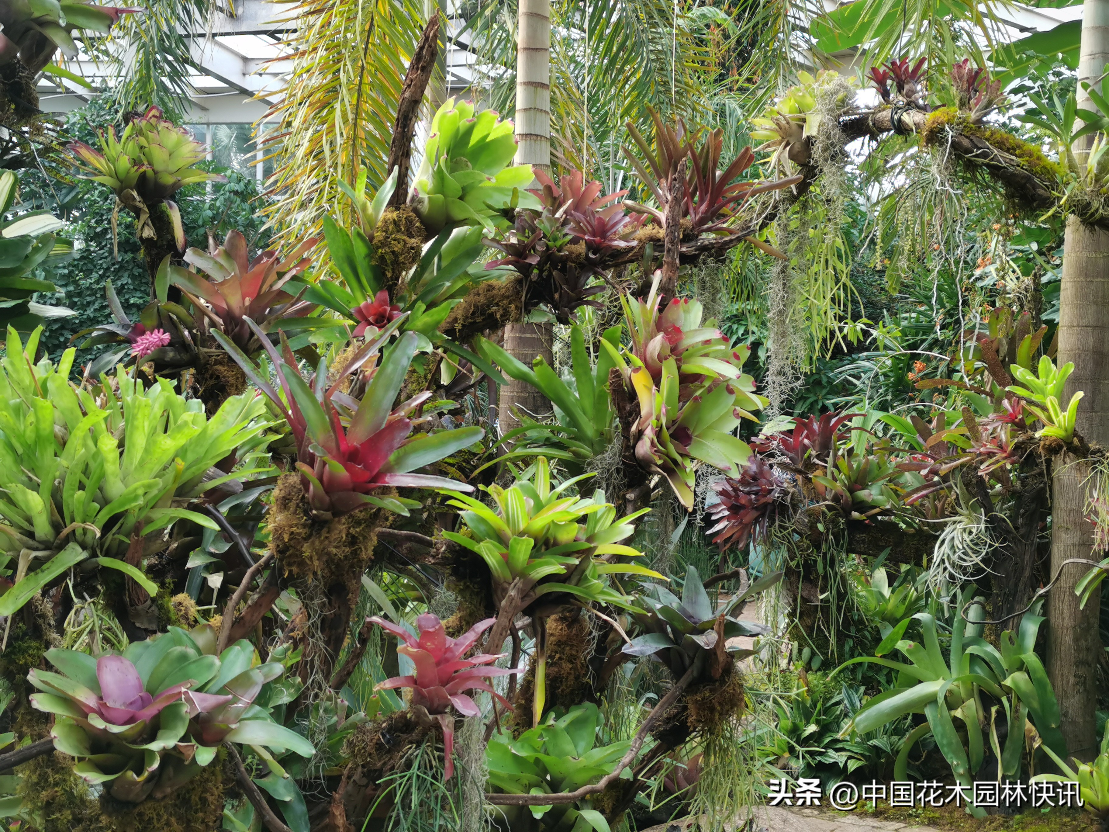 昆明植物研究所直播,云南省昆明市植物研究所