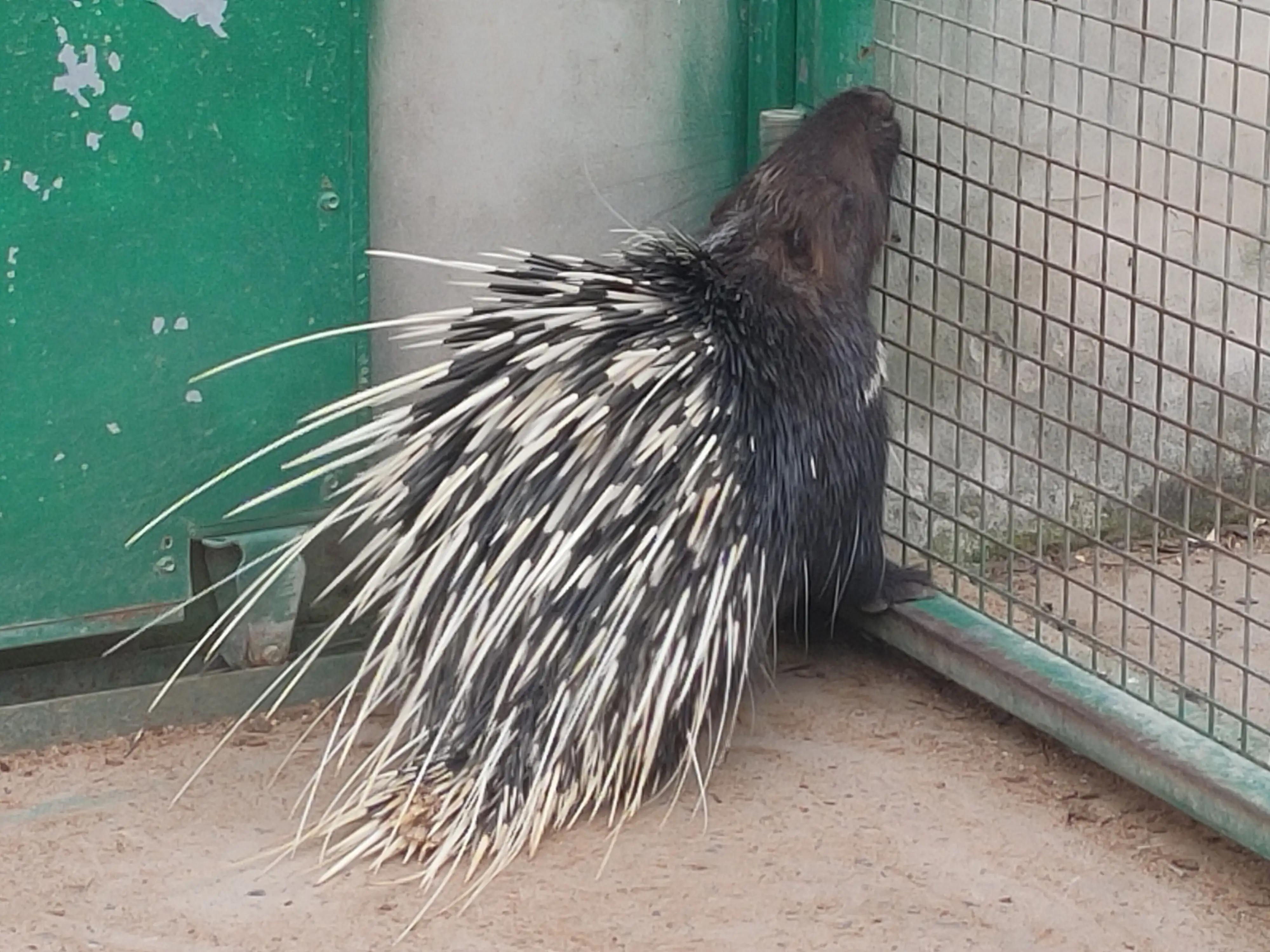 游动物园作文450字,游动物园有感作文