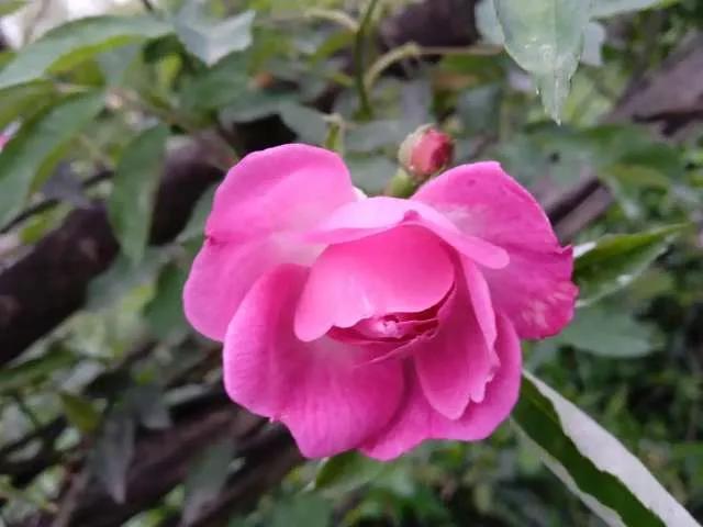 想要拥有自己的一间花店,好想拥有这样的一间花店