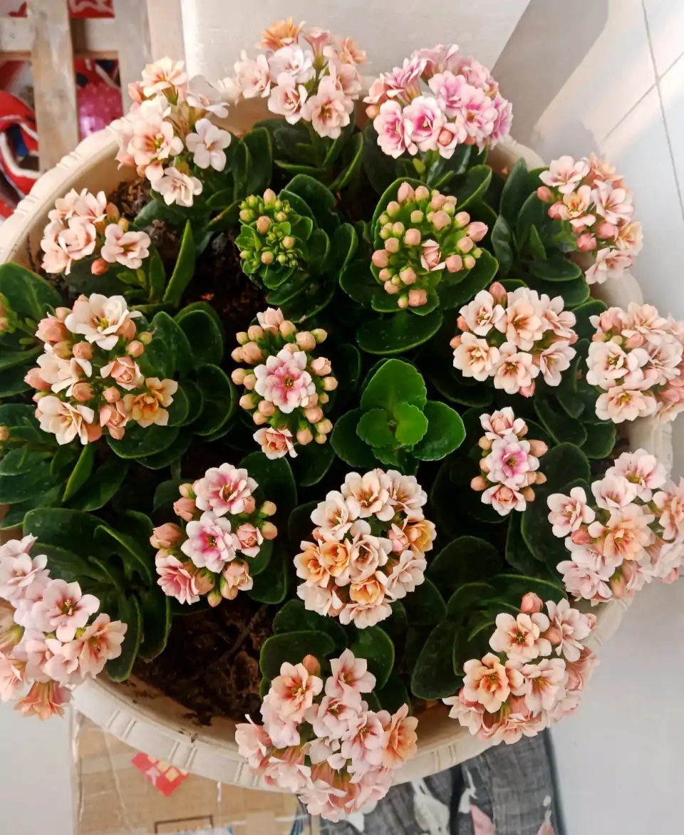 春天种的花花草草,9种花掐根枝就能活不用管就爆盆