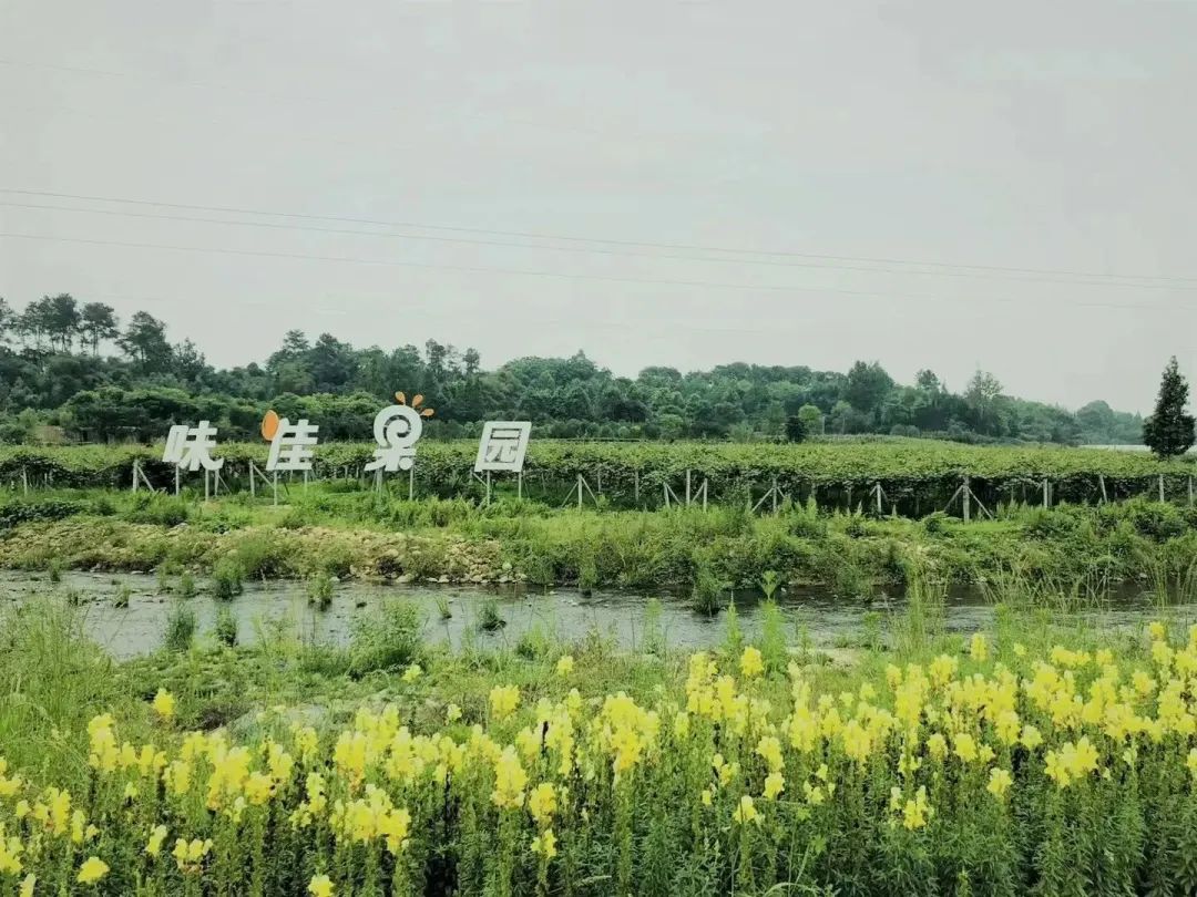 摘蓝莓桃子,摘蓝莓草莓樱桃桃子