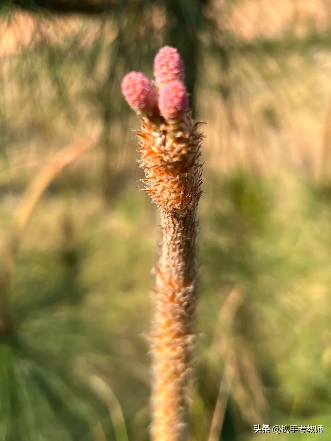 茂盛开花的马尾松,植物专栏蓝花草