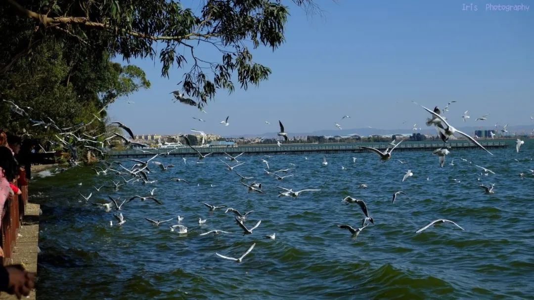 来昆明必去的景点排名前十,昆明市区内必去十大景点排名