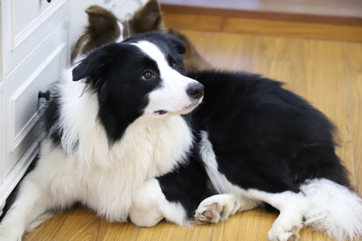 适合家养的狗狗优缺点,狗狗的优缺点