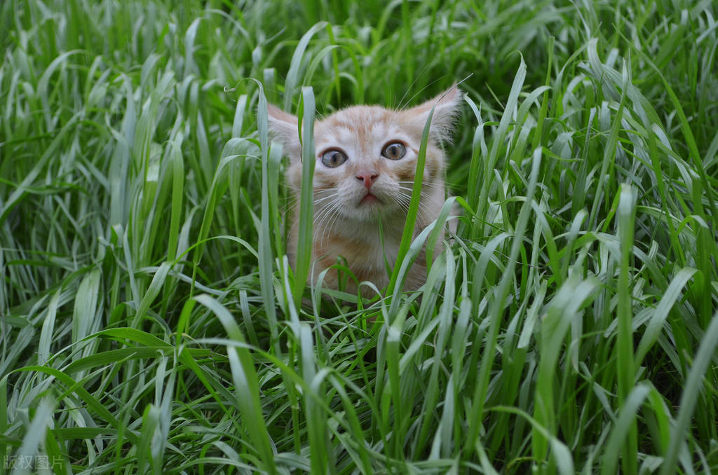 各地方言占比,无人区方言汇集