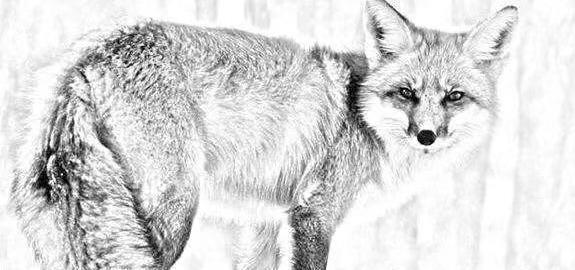 民间故事狐女子,民间故事女子借宿寺庙