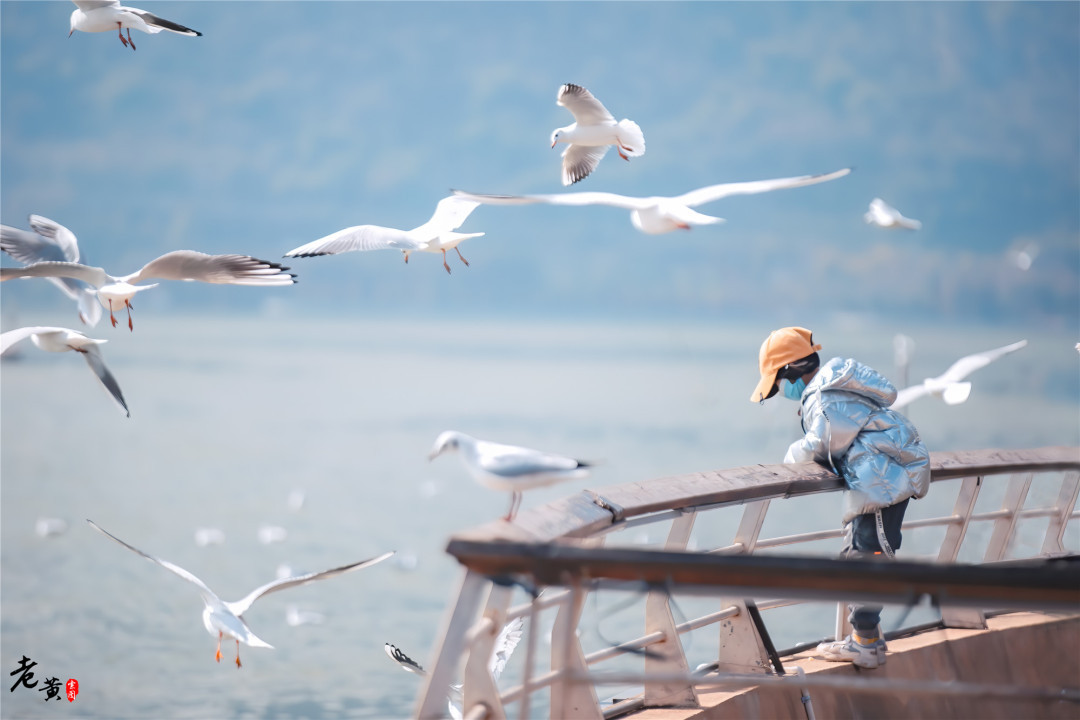 昆明滇池边海鸥图片,冬季来昆明海埂大坝看海鸥太美了