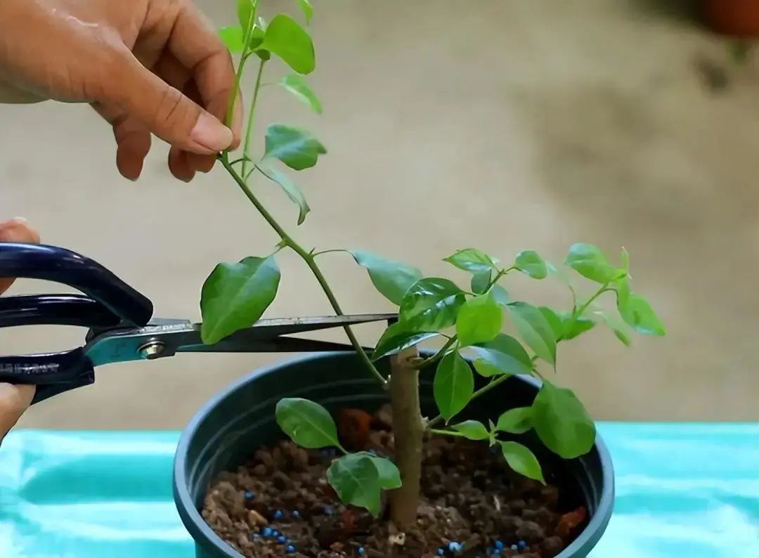 三角梅怎么越冬最低温度是多少,怎样判断三角梅冬天是否被冻死
