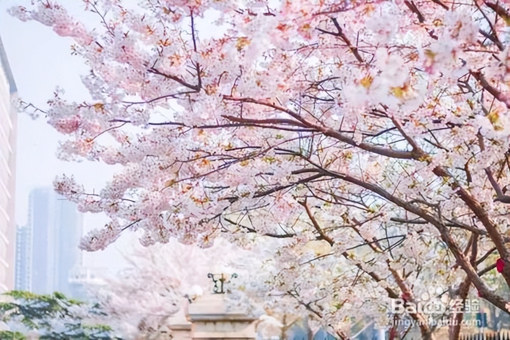 什么品种的樱花好活又好看,樱花的品种与图片大全