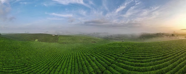 茶产业前景,茶产业高质量发展