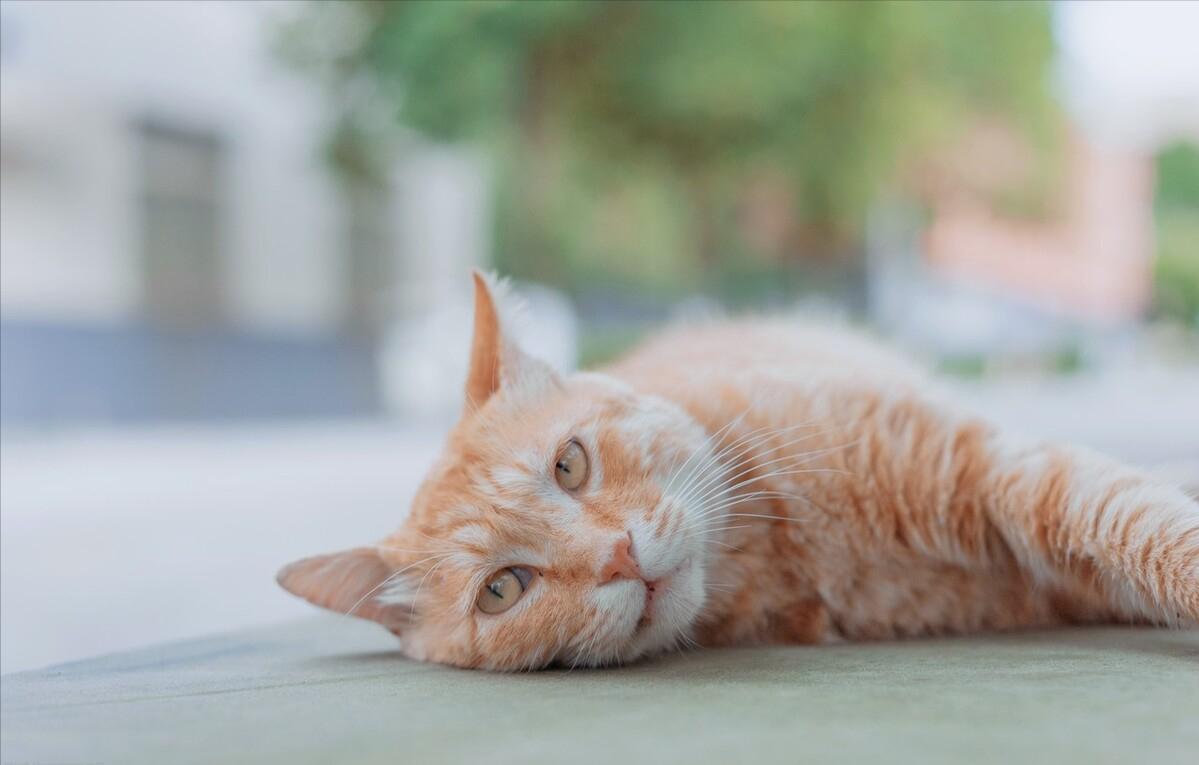 猫咪有这六种行为证明你养对猫了,猫咪有哪些表现证明你养得好呢