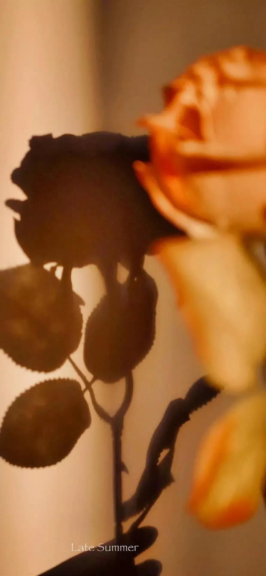 风生水起壁纸高清无水印,美女全屏无水印高清壁纸