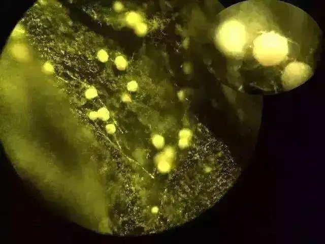 陆羽茶交所分享｜拍蒜何须用刀？这7种黑茶，能拍蒜，还能拍人