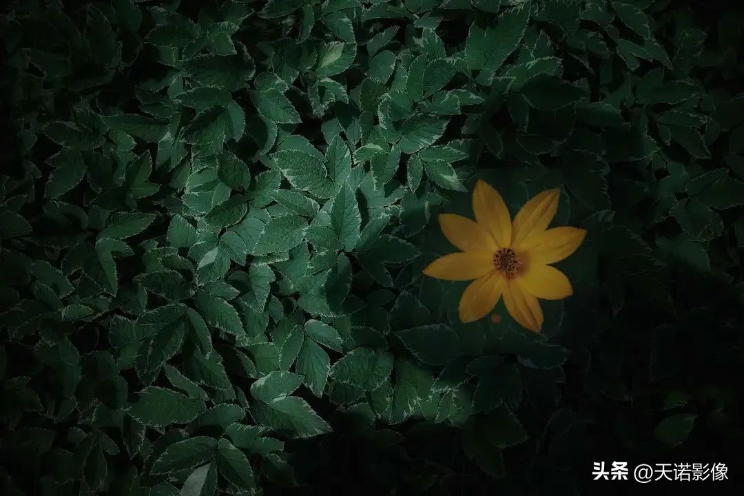 类似理光gr3x相机推荐,理光gr3明星同款