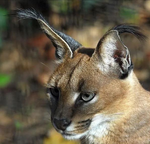 世界上最贵的猫咪,十种世界上最昂贵的猫咪
