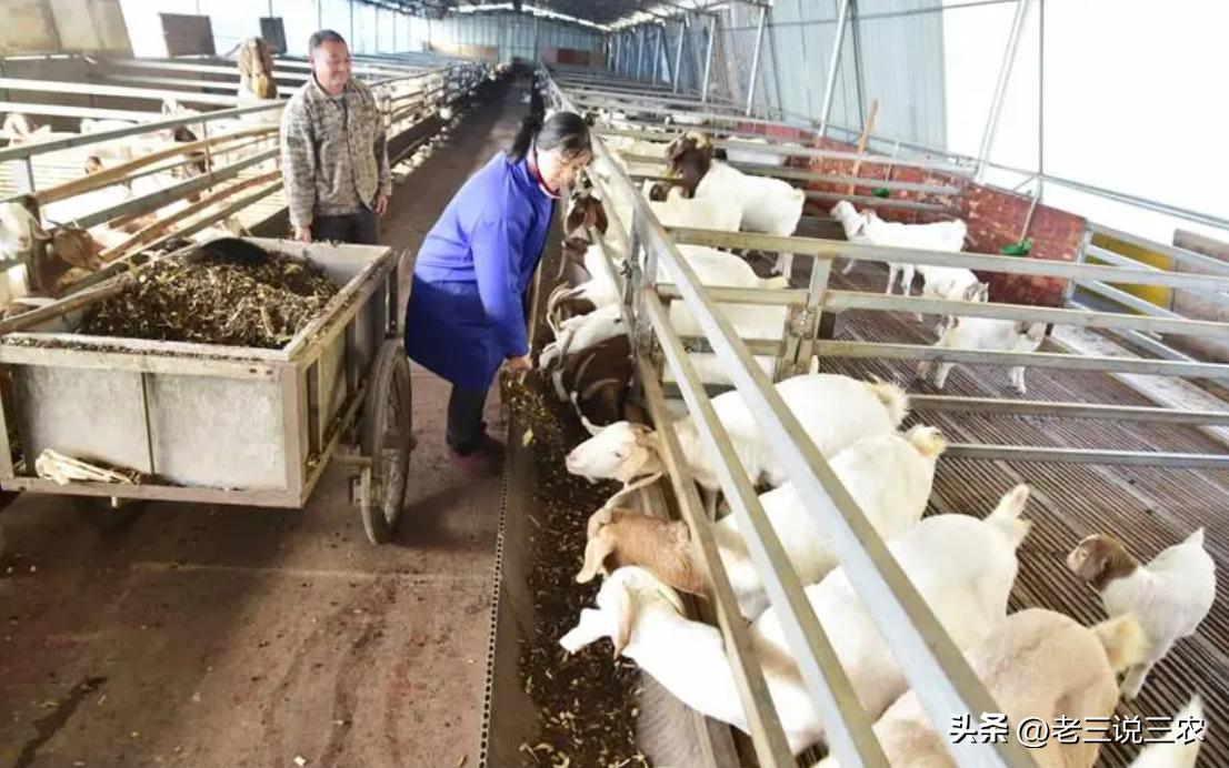 养羊50只第二年能赚多少钱,养羊能年入200w