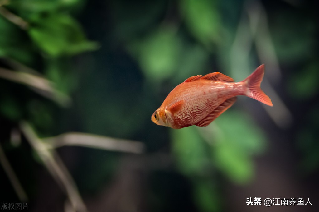 鱼缸滤材多久清洗一次怎么清洗,鱼缸过滤滤材多久清洗一次